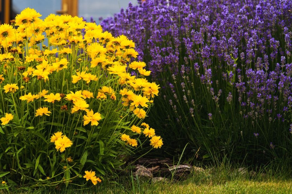 Skønhedsøje og lavendel i have