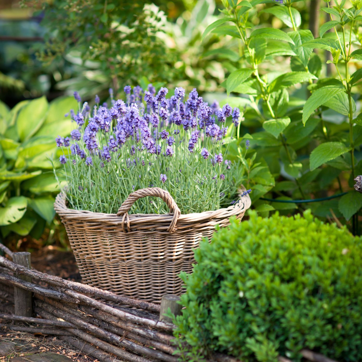 Lavendel blomster i kurv krukke