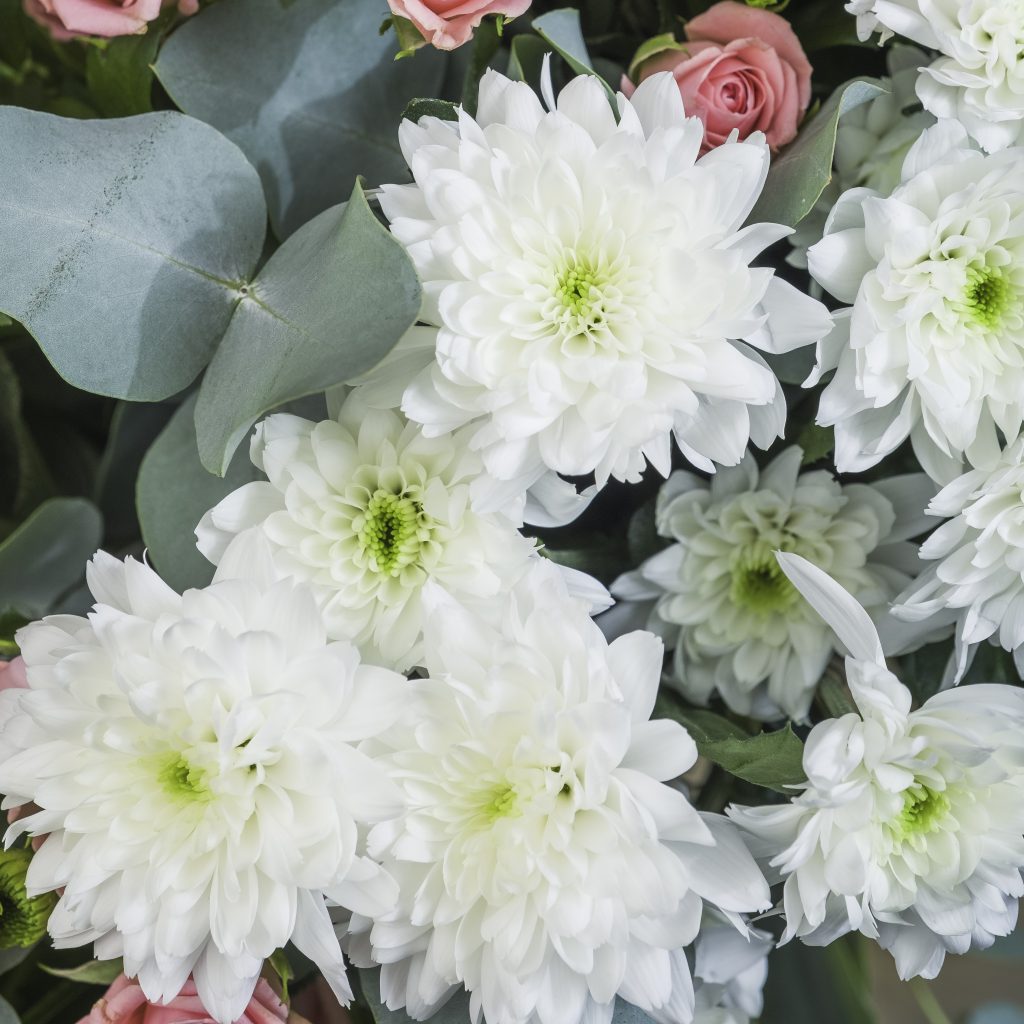 Krysantemum i hvide

