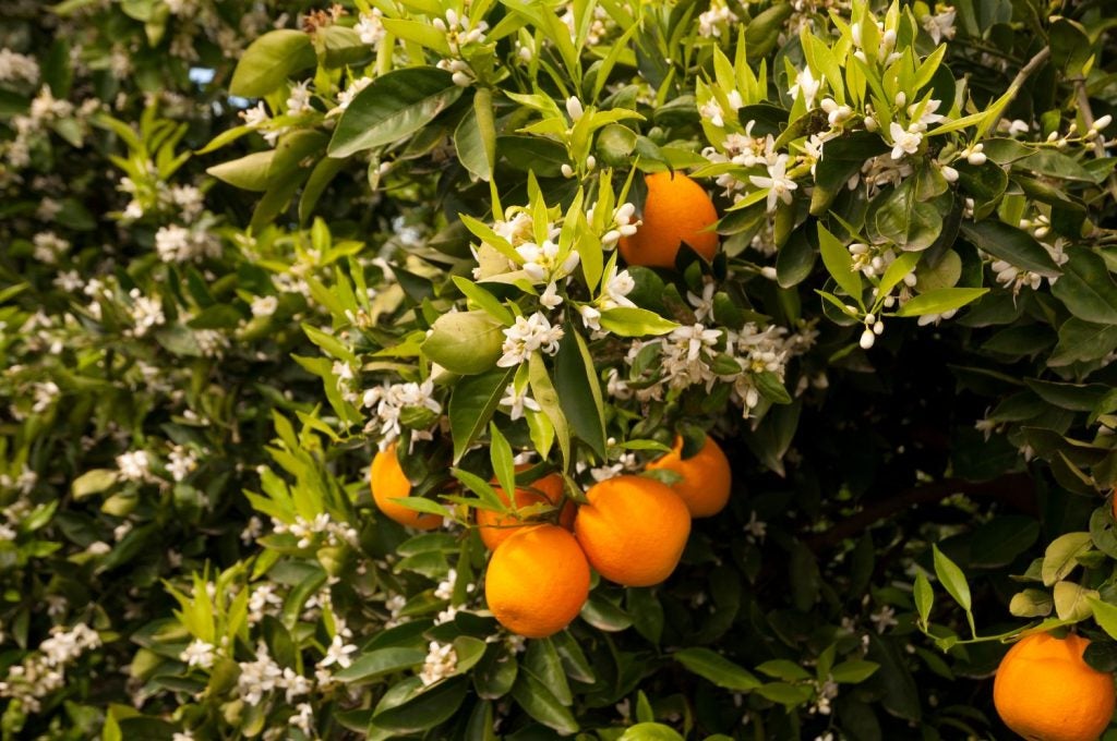 Appelsinblomster på appelsintræ