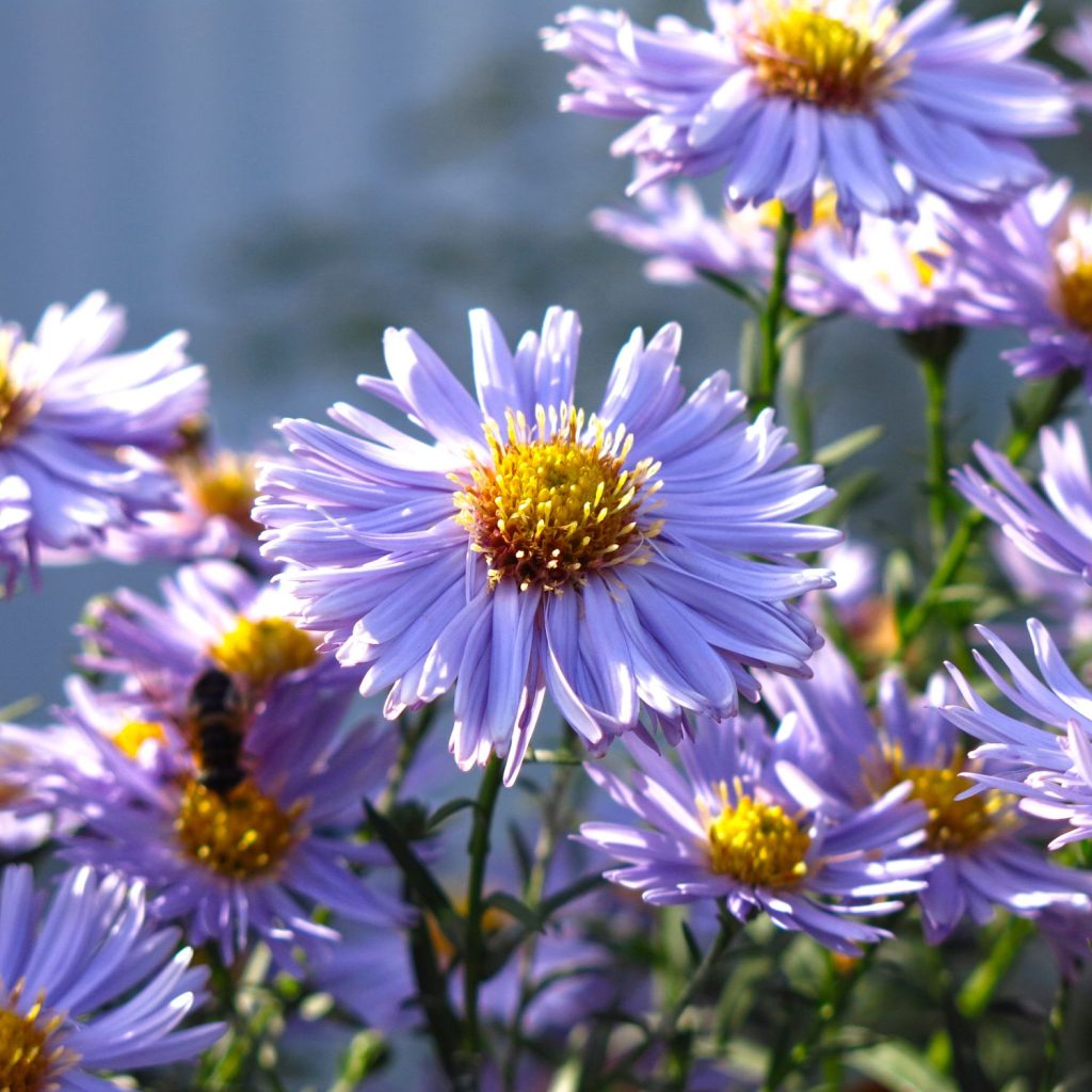 Blå asters