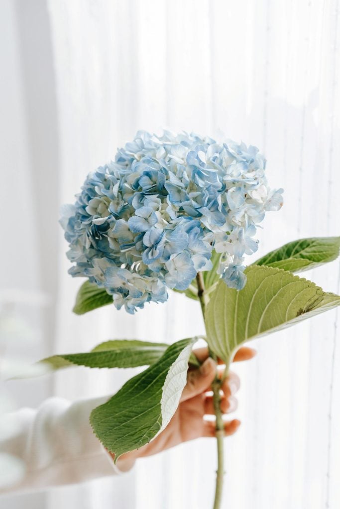 blå hortensia
