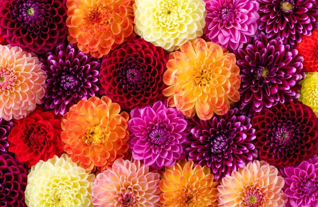 Dahlia blomster closeup