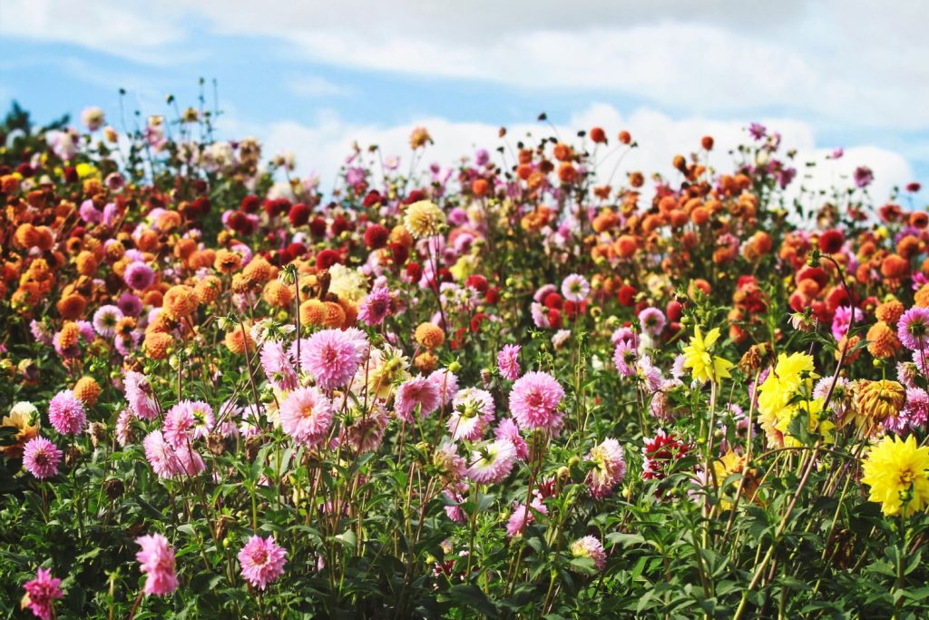 Dahlia blomster på mark