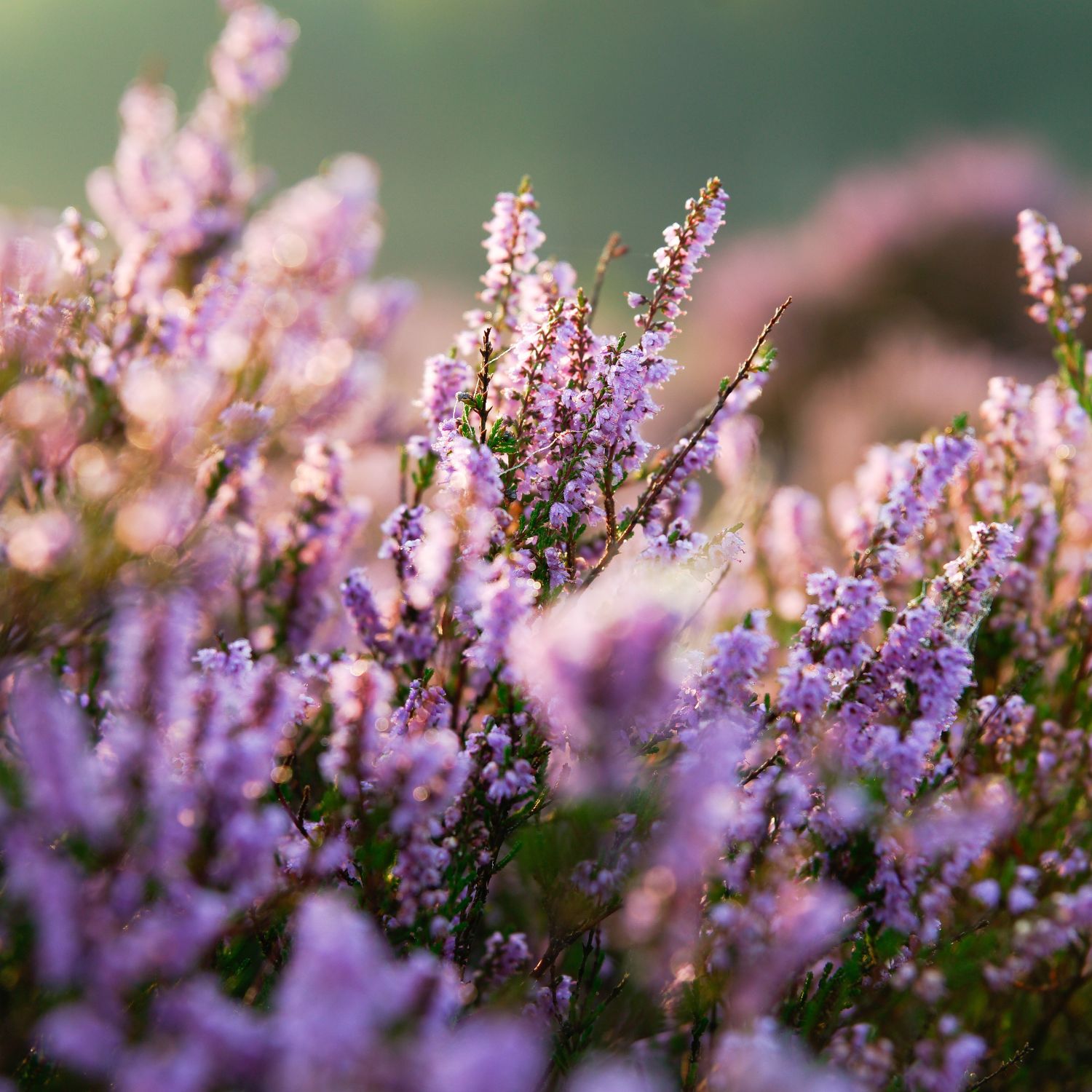Lyng i natur