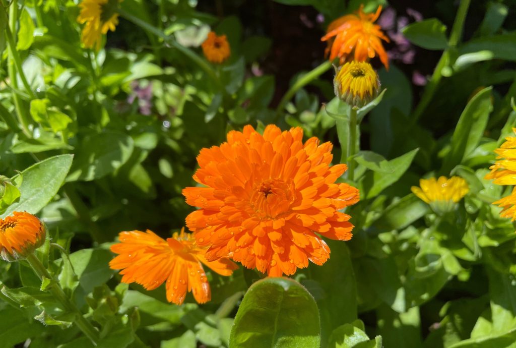 Orange morgenfrue