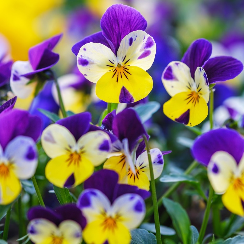 Gule og lilla stedmoderblomster 
