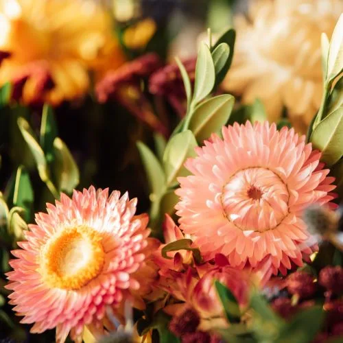 Evighedsblomster (Helichrysum / Strandflower)