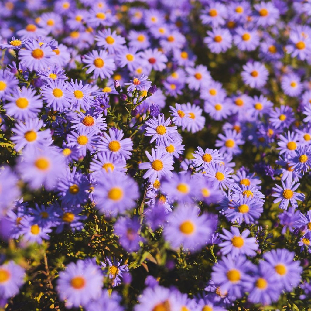 blå/lilla asters på mark