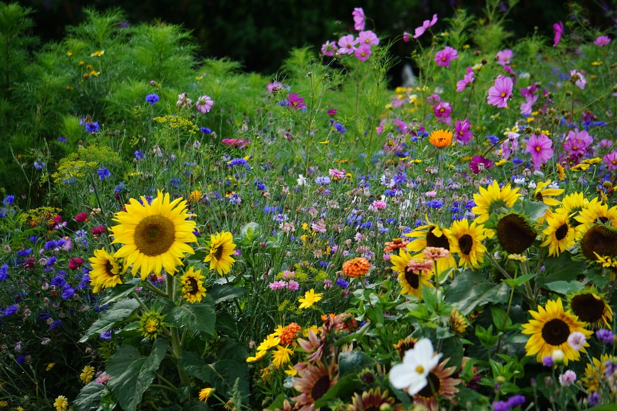 Solsikker blandt vilde blomster i have