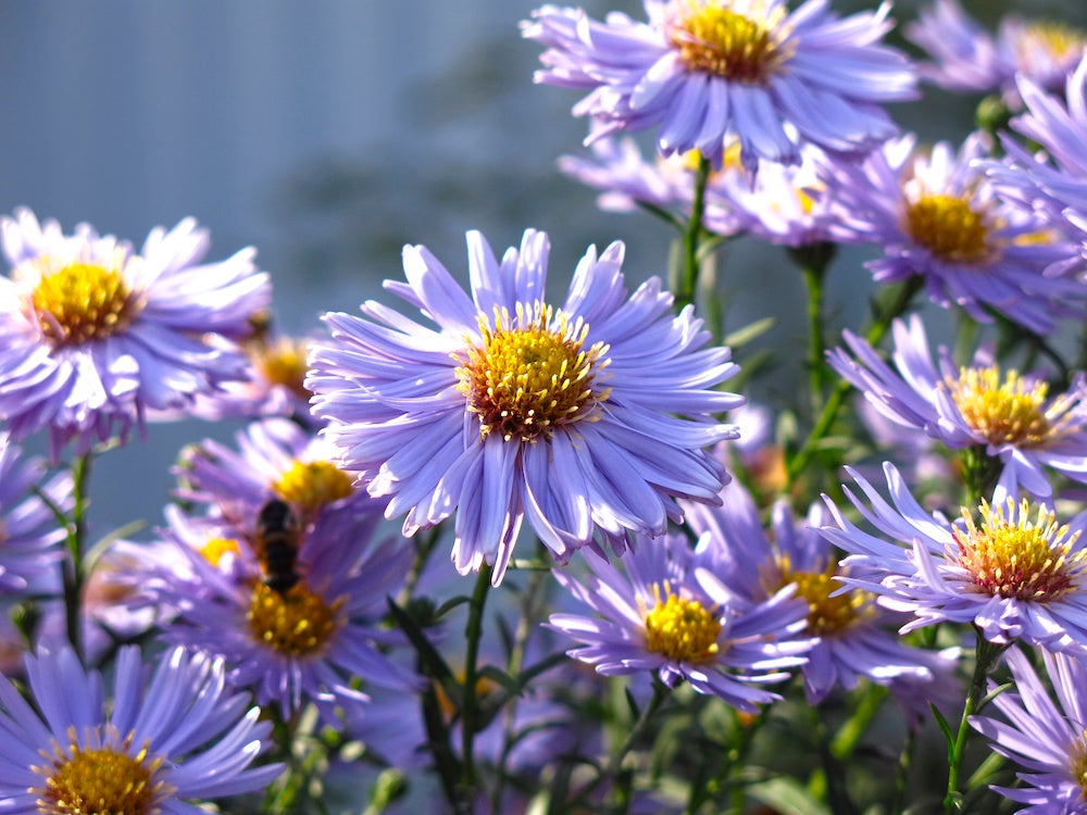 Asters i naturen