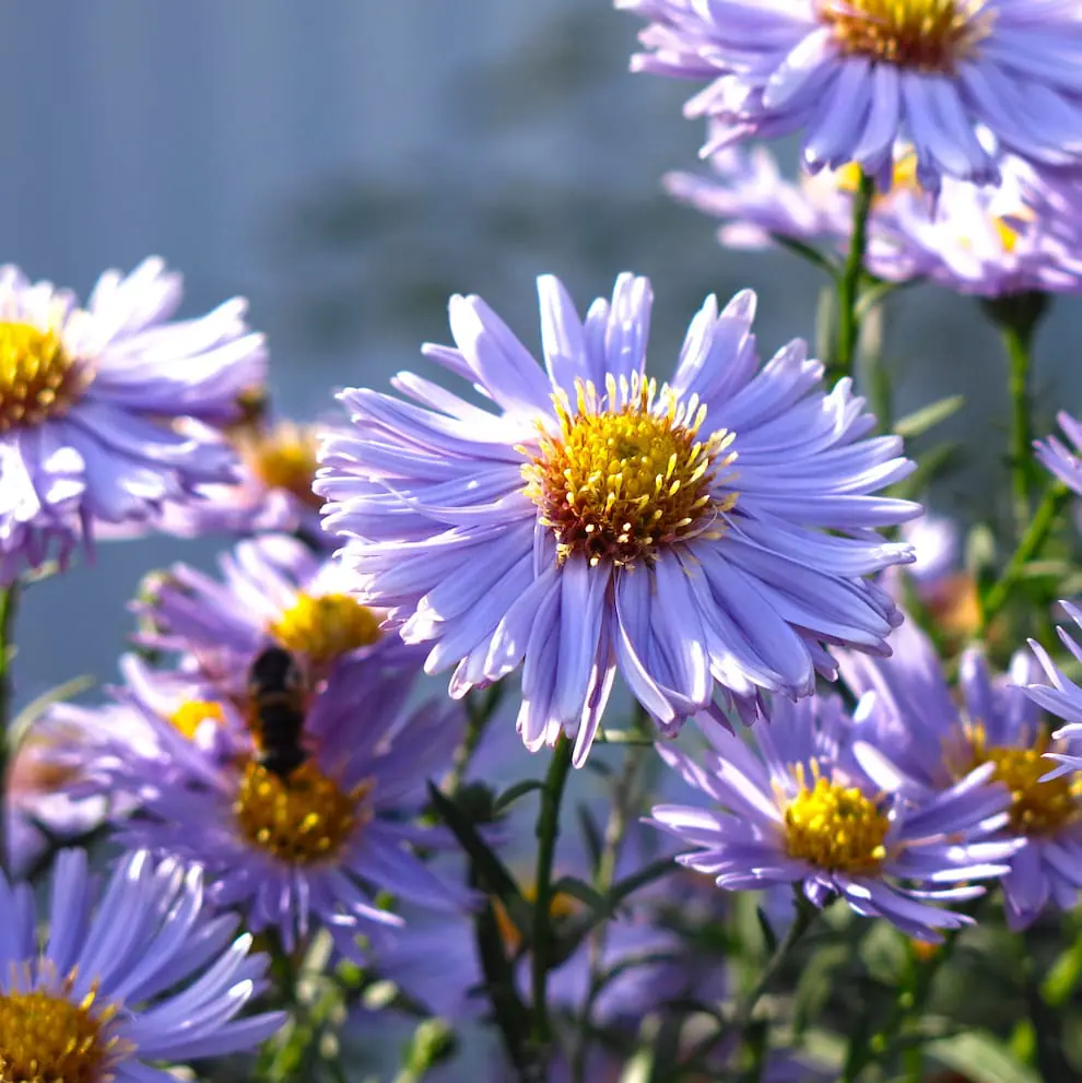 Lilla asters 