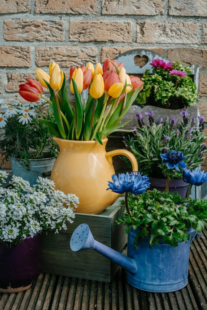 Gule, orange og røde tulipaner på altan mellem fine blomster