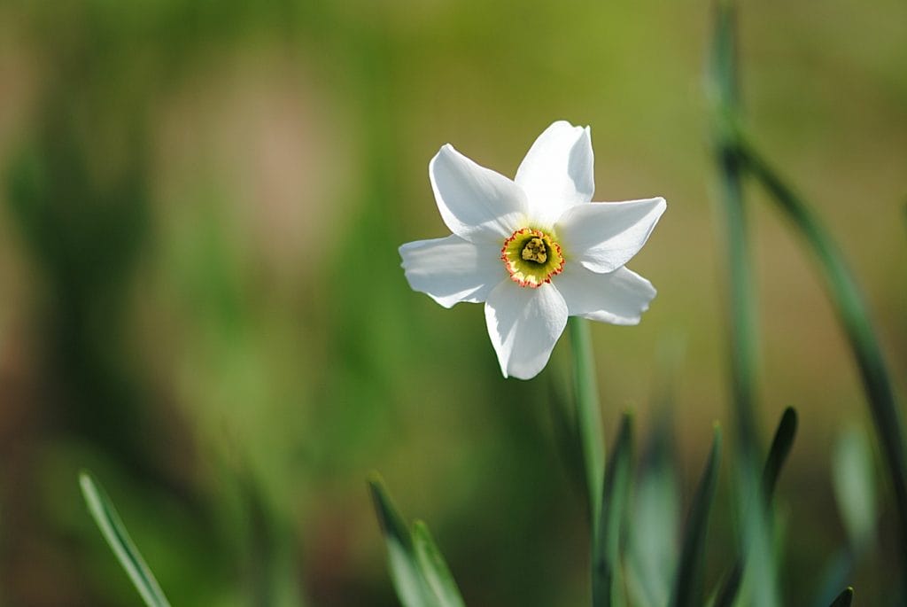 Pinselilje eller poet's narcissus