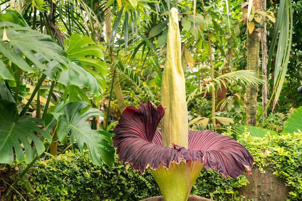 den store Amorphophallus titanum plante eller ligblomst