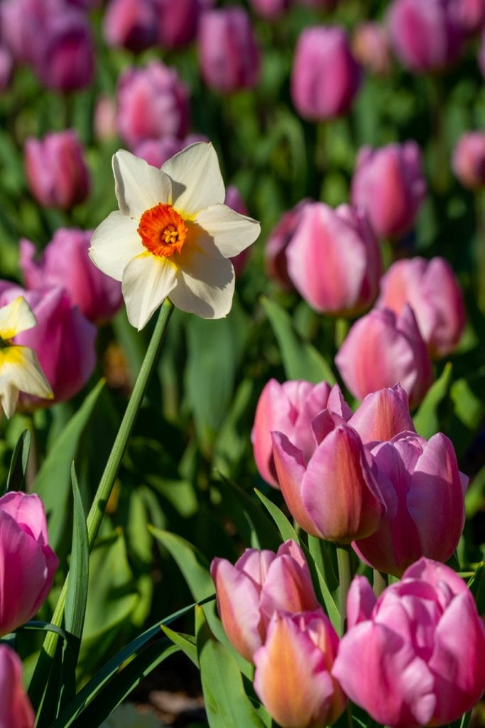 En pinselilje og lyserøde tulipaner