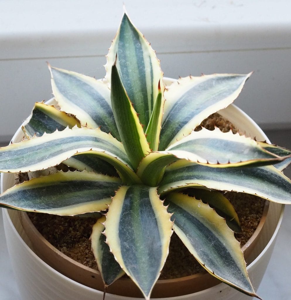 Agave plante