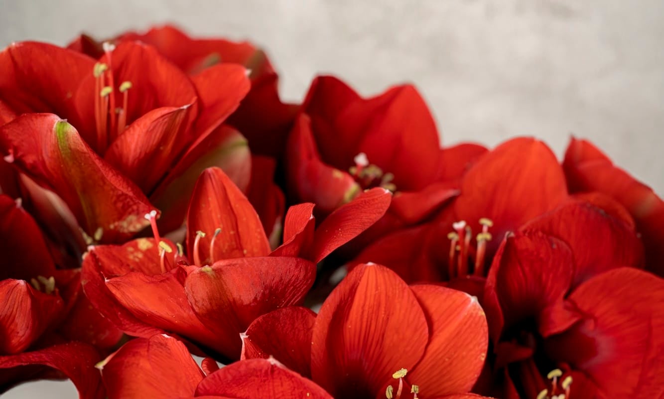 Vinrøde amaryllis blomsterhoveder