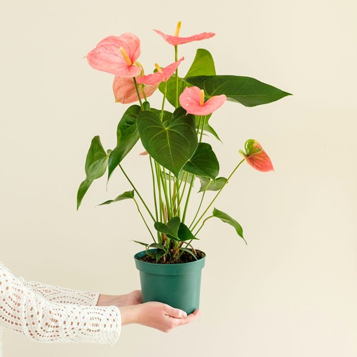 Kvinde holder Anthurium plante frem i hænderne