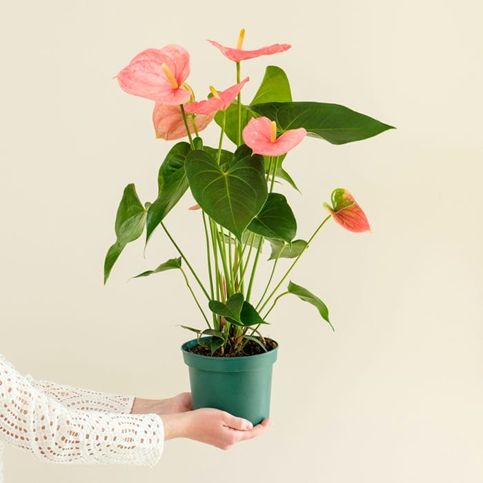 Anthurium lyserød potteplante holdes i hænder