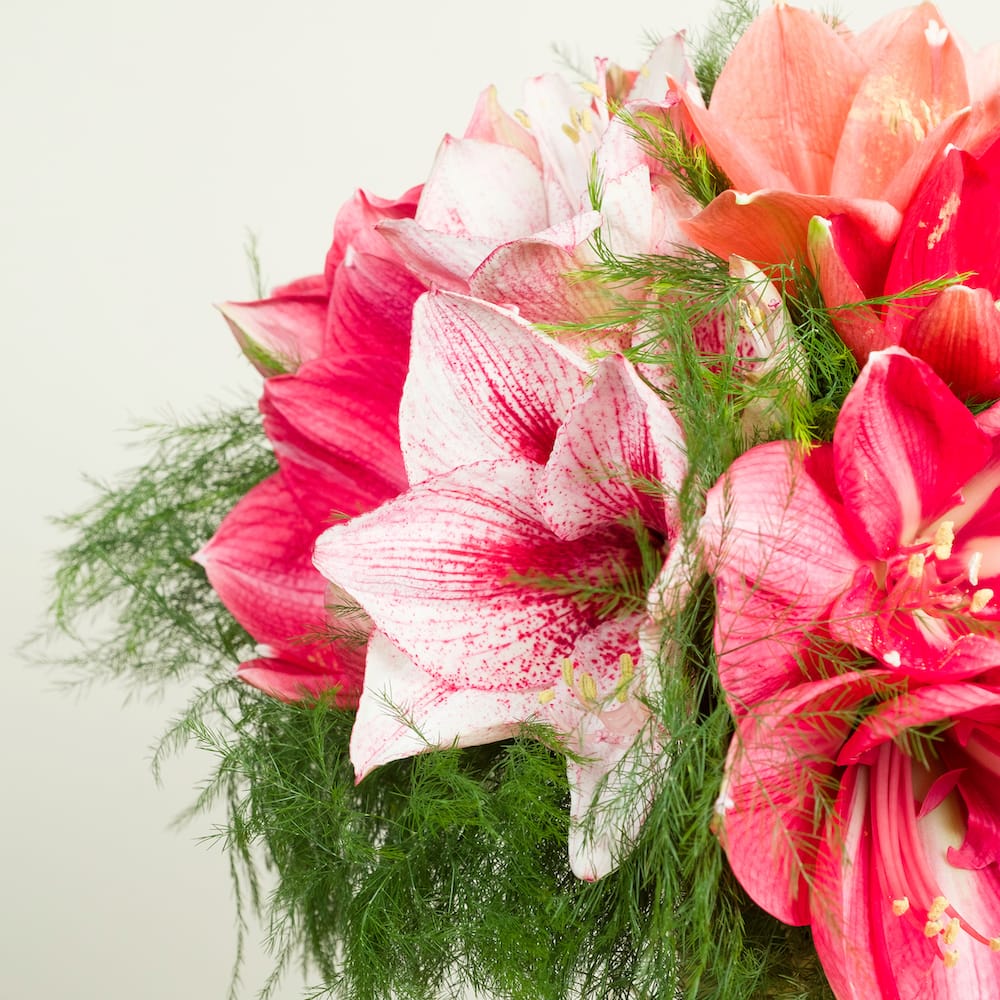 Amaryllis i pink nuancer