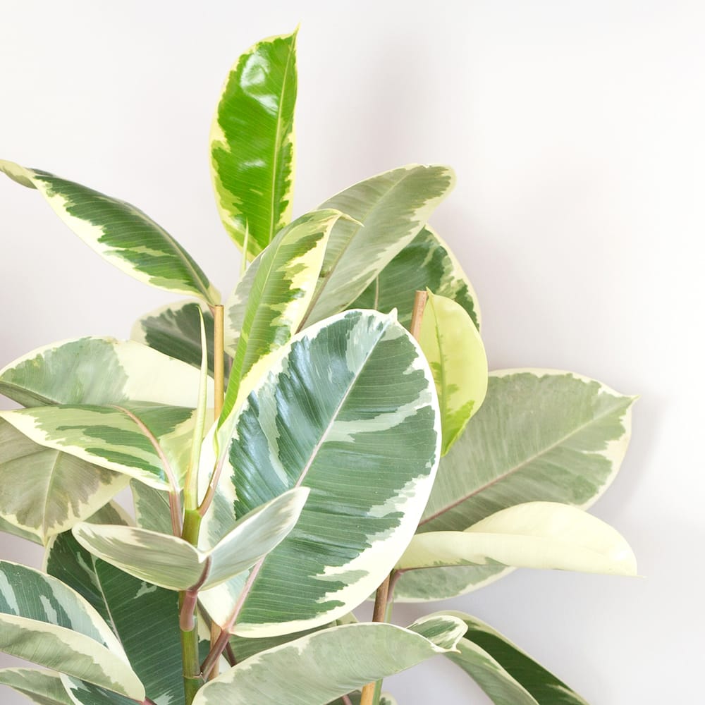 Ficus plante