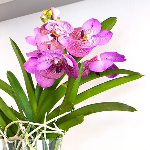Vanda orkidé lyselilla