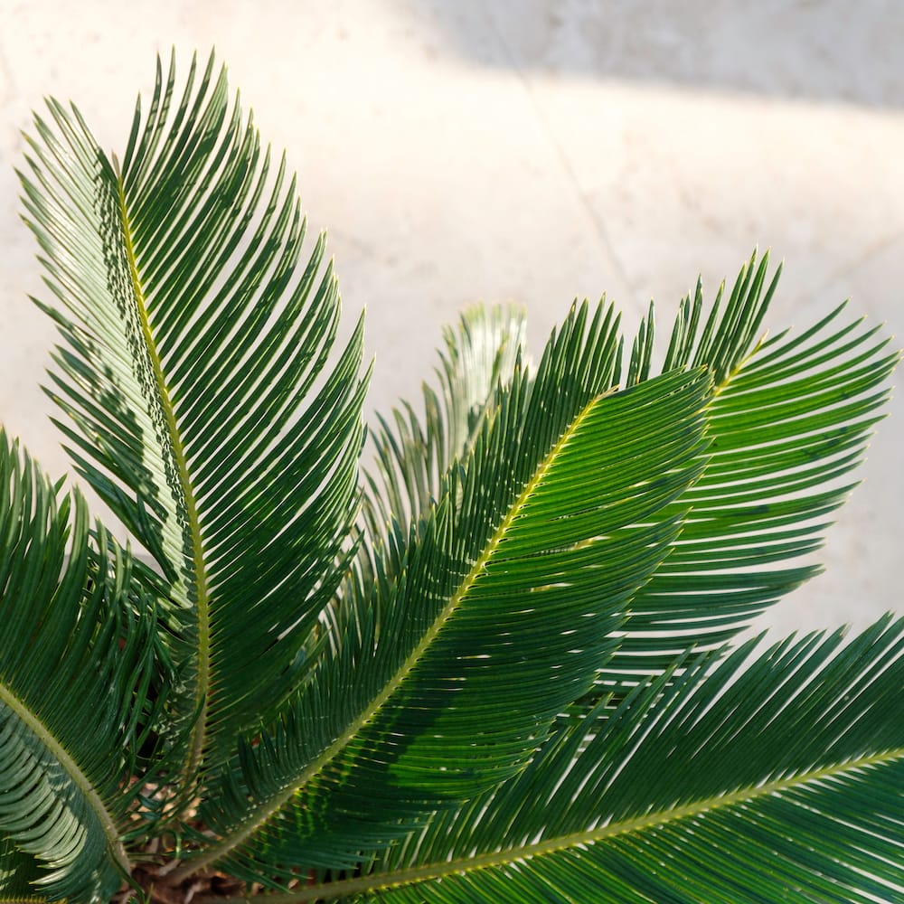 Cycas palmetræ