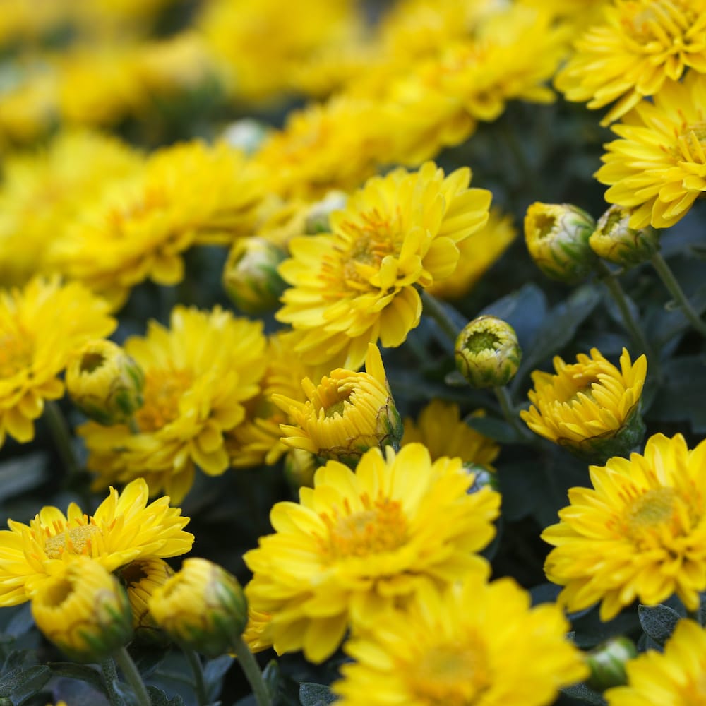 gule Chrysanthemum indicum blomstrende tæt