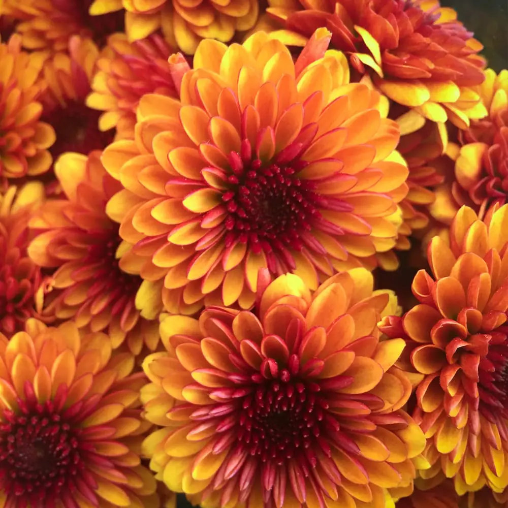Krysantemum stuader