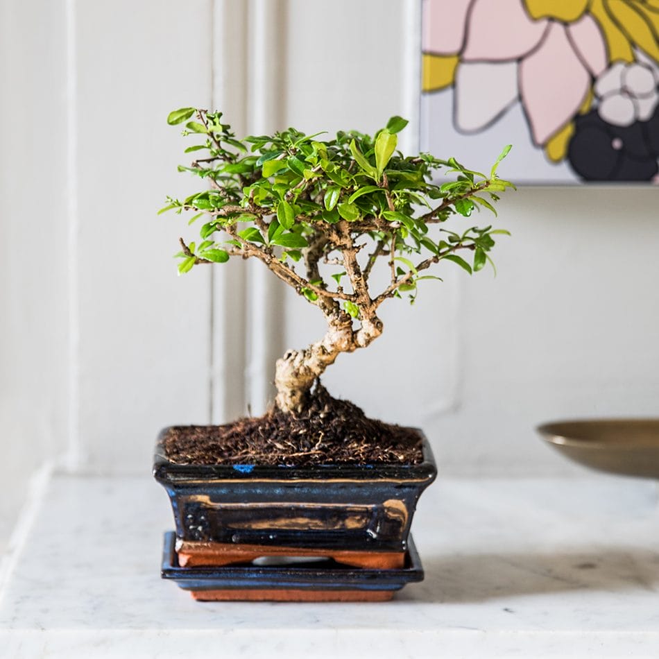 Carmona bonsai på bord