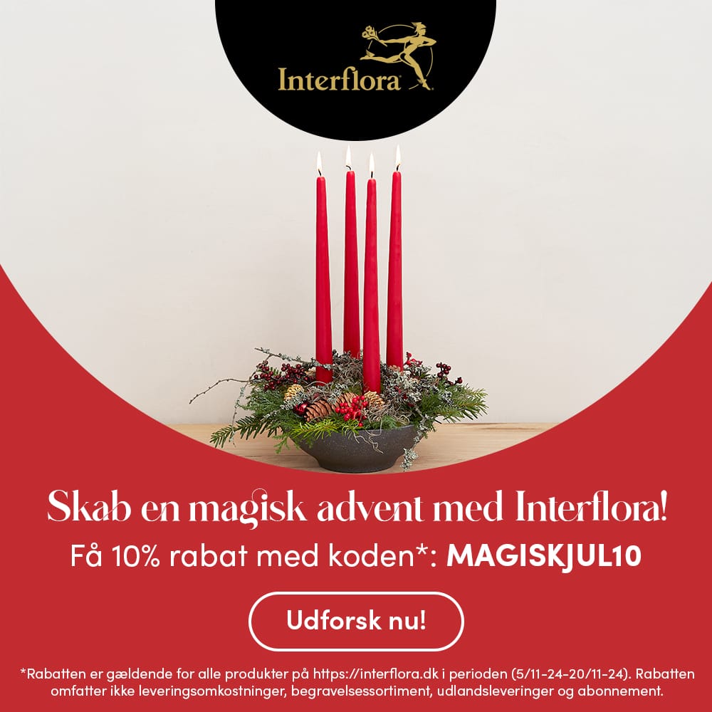 Banner Skab en magisk Advent med Interflora! Få 10% rabat med koden*: MAGISKJUL10. Udforsk nu!