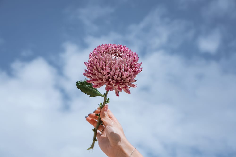 Person holder en enkel Chrysanthemum morifolium