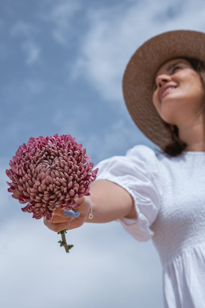 Kvinde med hat holder lyserøde/lilla Chrysanthemum morifolium