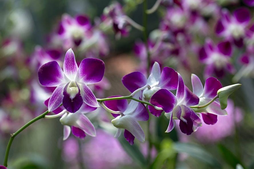 Dendrobium-orkidéen lilla