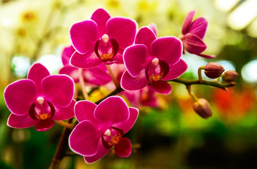 Dendrobium-orkidéen pink