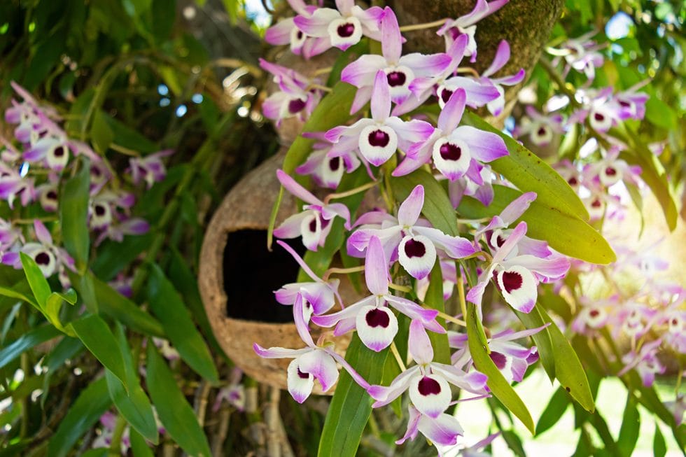 Dendrobium-orkidé i naturen