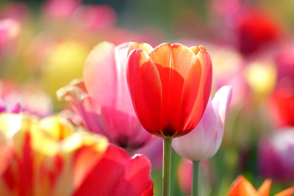 Enkelt-tulipan