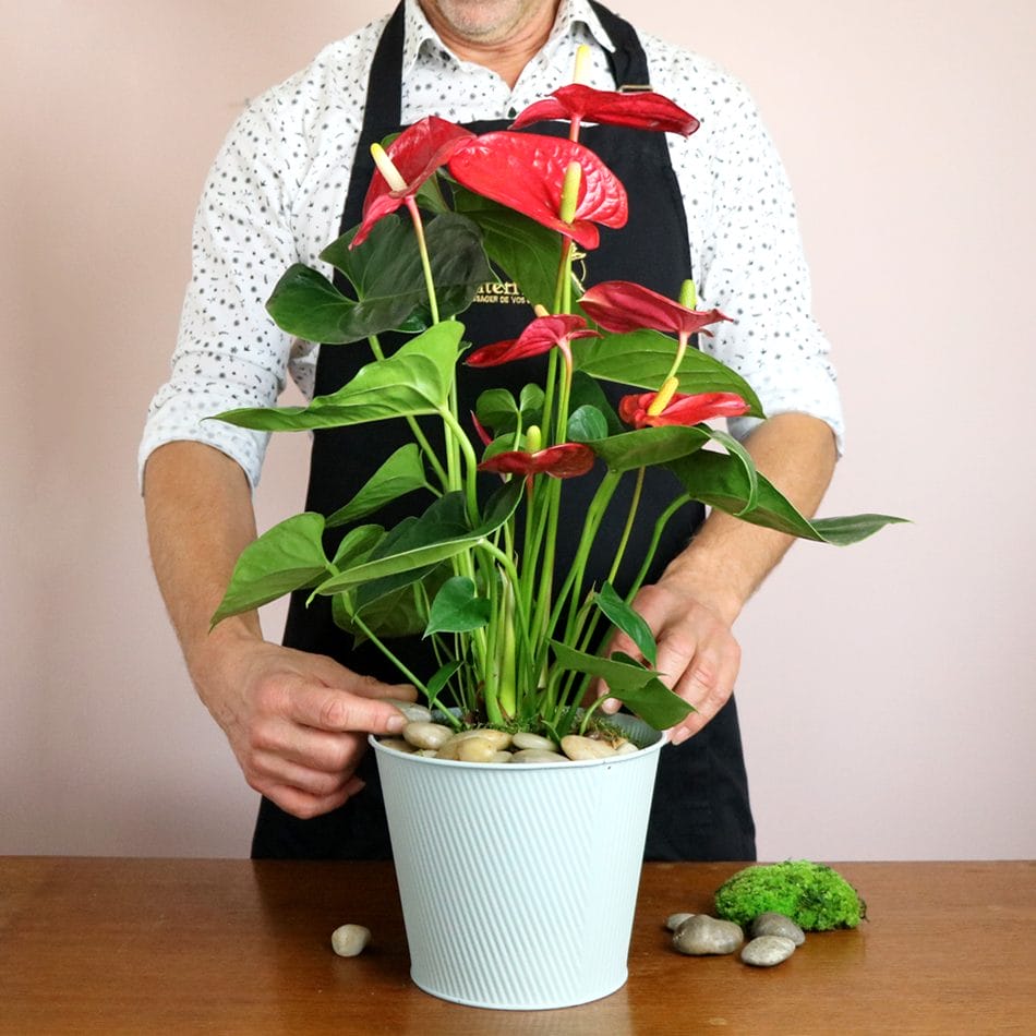 Interflora-florist passer Anthurium