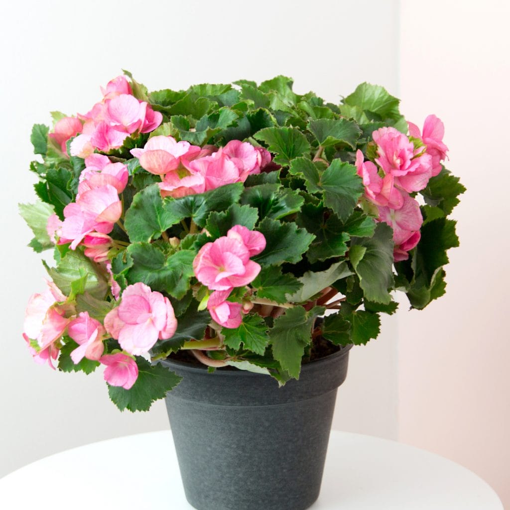 Lyserød Begonia