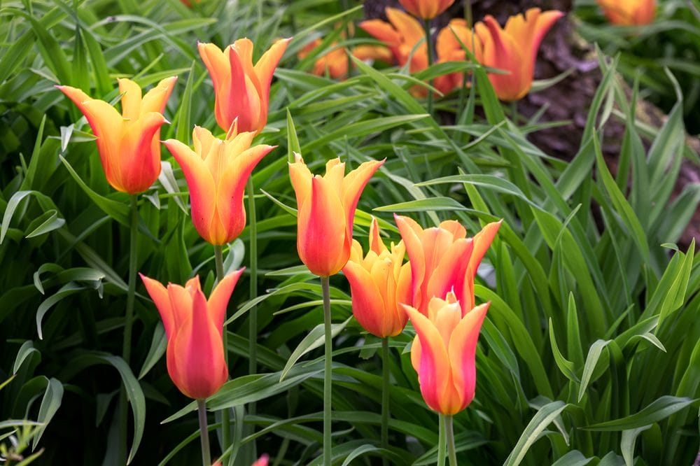 Liljeblomstrede-tulipaner