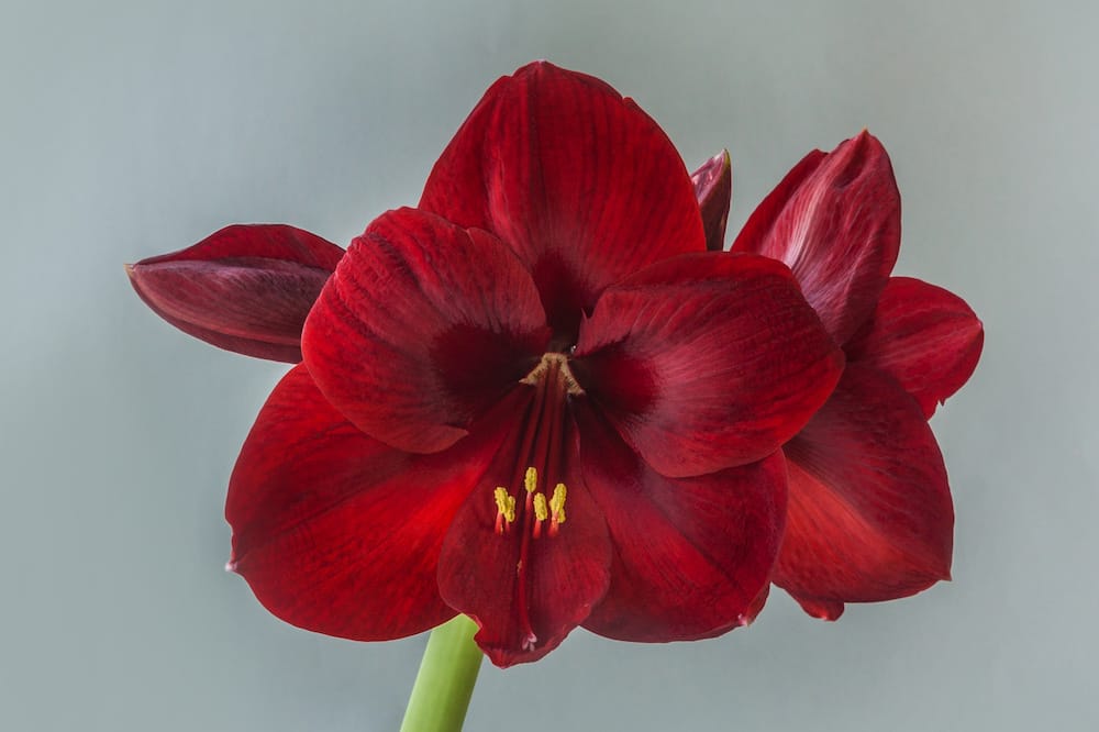 Markante bordeauxrøde blomster på Mandela amaryllis blomsterstilk