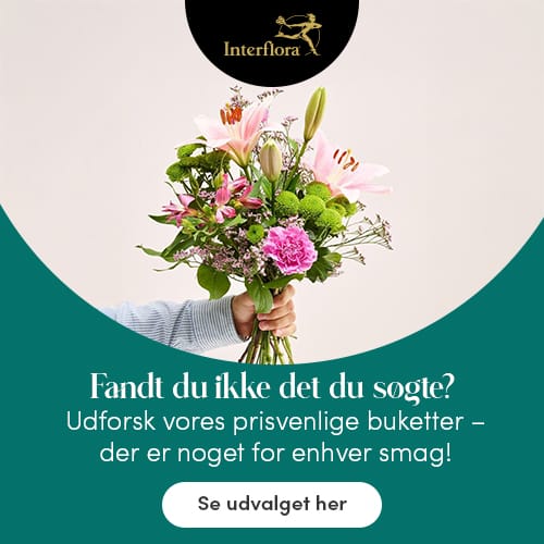 Banner Fandt du ikke det du søgte? Udforsk vores prisvenlige buketter - der er noget for enhver smag! Se udvalget her