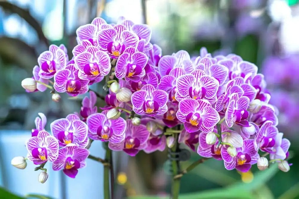 lilla orkidé