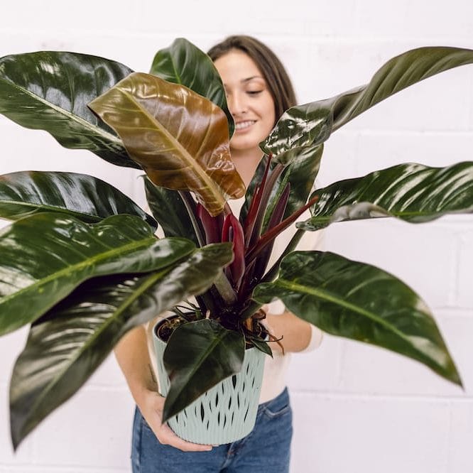 Kvinde holder Filodendron plante