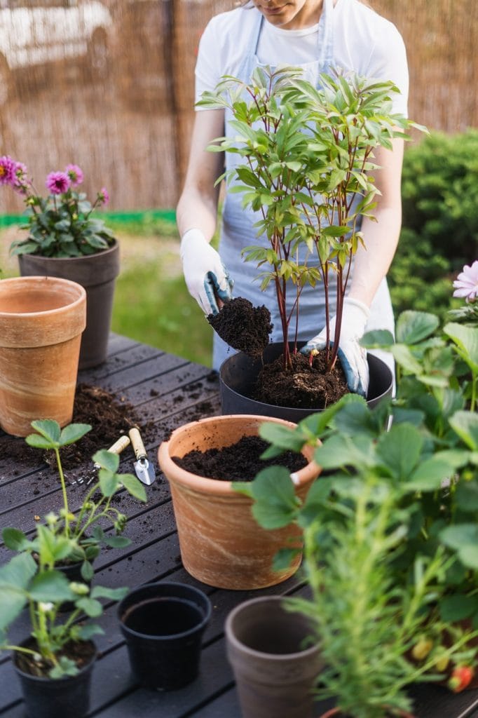 Sådan planter du pæoner i krukker