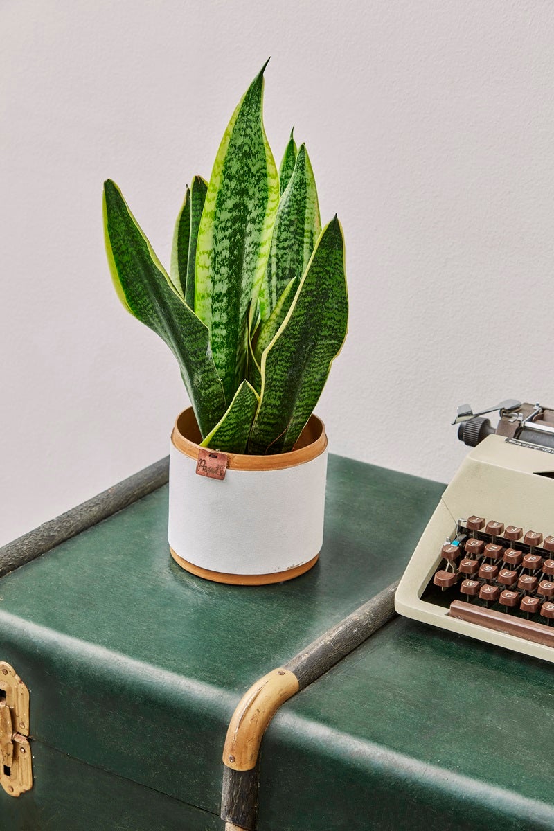 Sansevieria