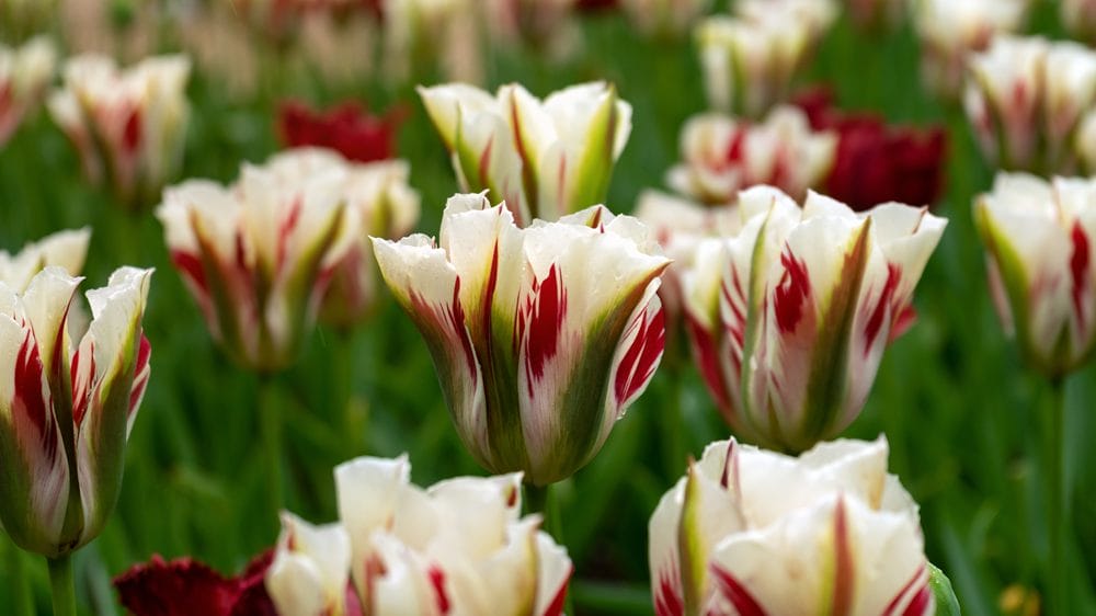 Viridiflora tulipaner
