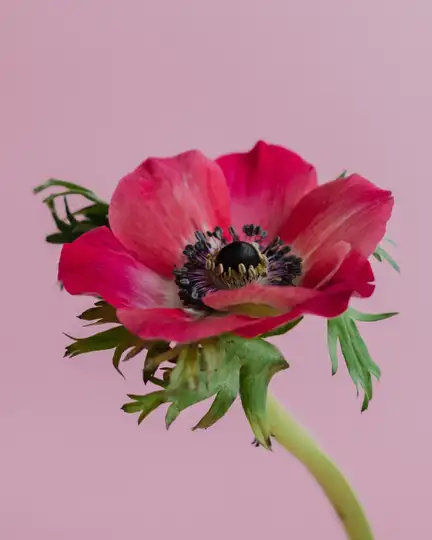 lyserød anemone