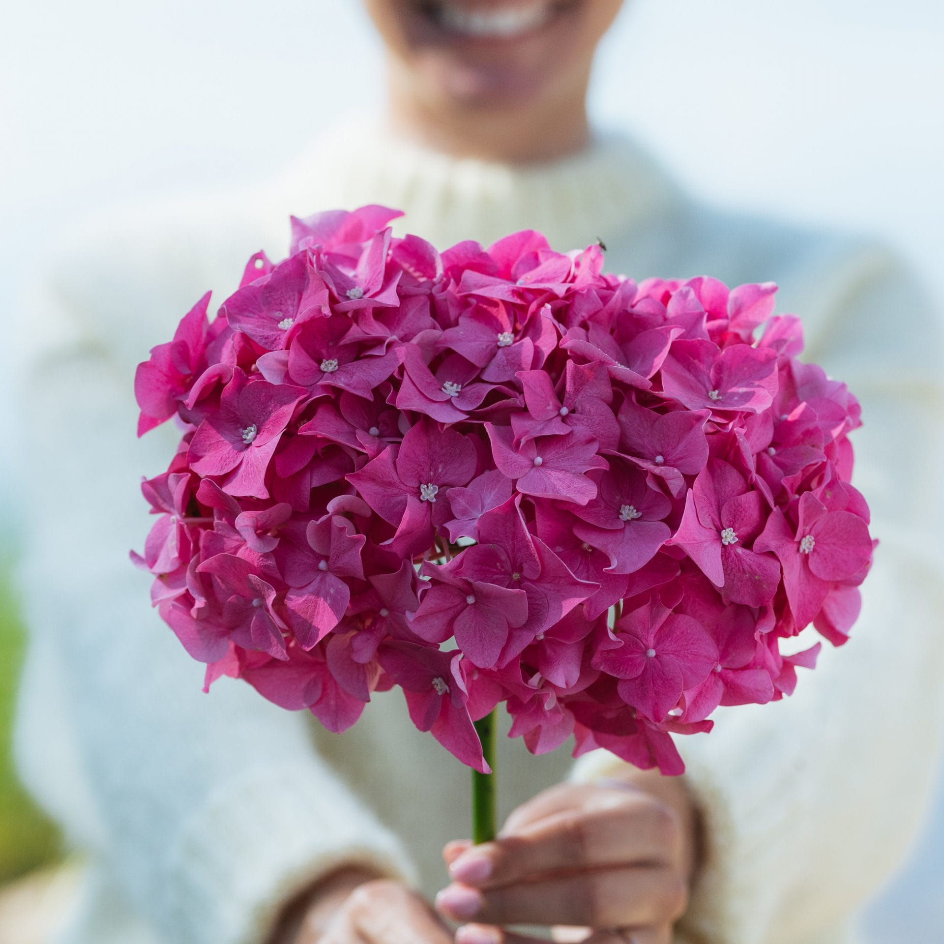 smilende kvinde holder smuk stor lilla hortensia frem